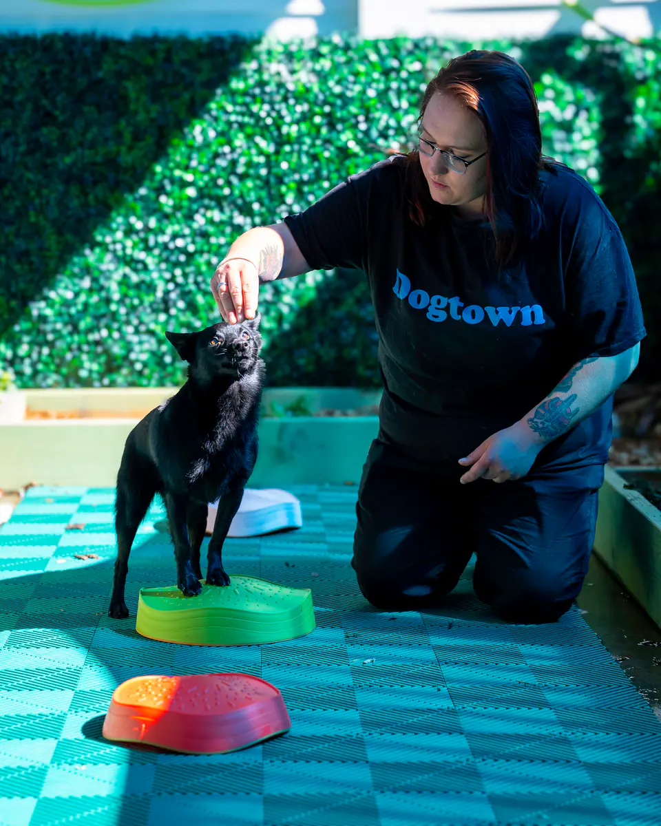 Dogtown trainer rewarding a small black dog balancing on fitness pods