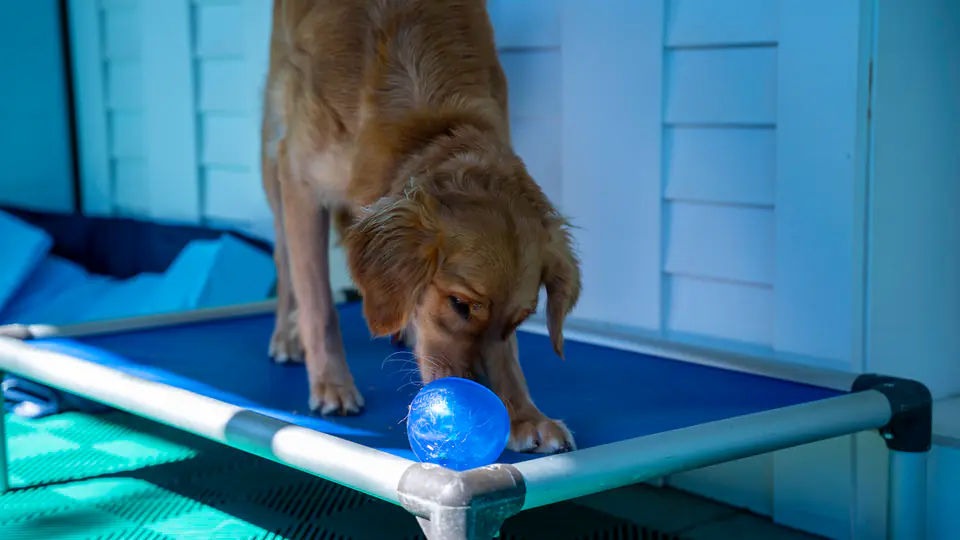 A golden dog lying on a blue raised cot with a ball beside it during place work