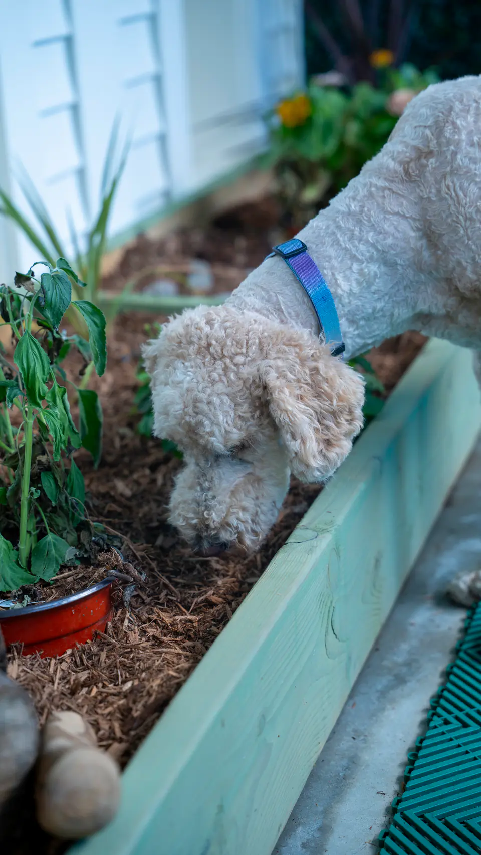 Doodle exploring a raised garden bed at Dogtown Academy