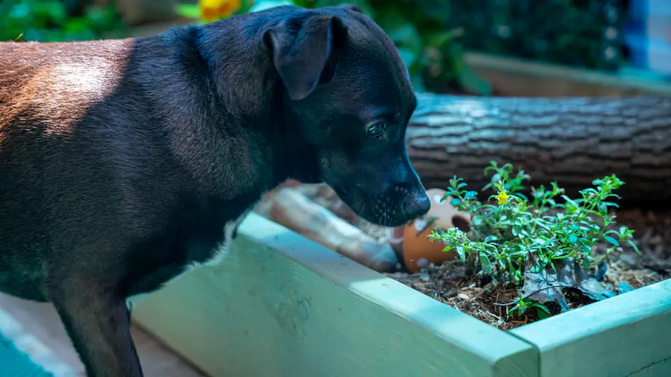Black lab sniffing herbs in the Dogtown Academy sensory garden