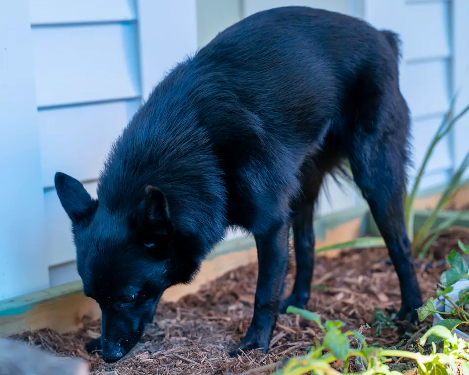 Black dog sniffing the mulch beds in the Dogtown Academy sensory garden