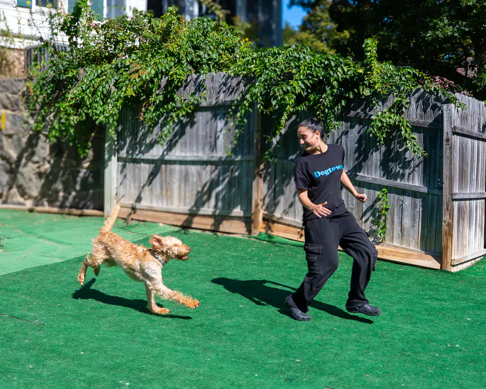 Dogtown trainer playing with a small doodle on the outdoor turf