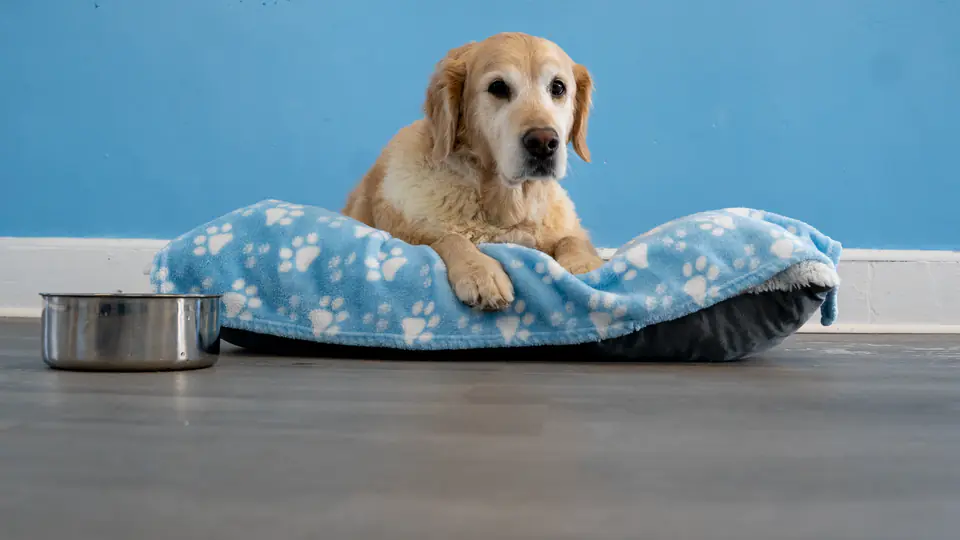 Golden retriever resting on a cozy bed in a Dogtown boarding suite