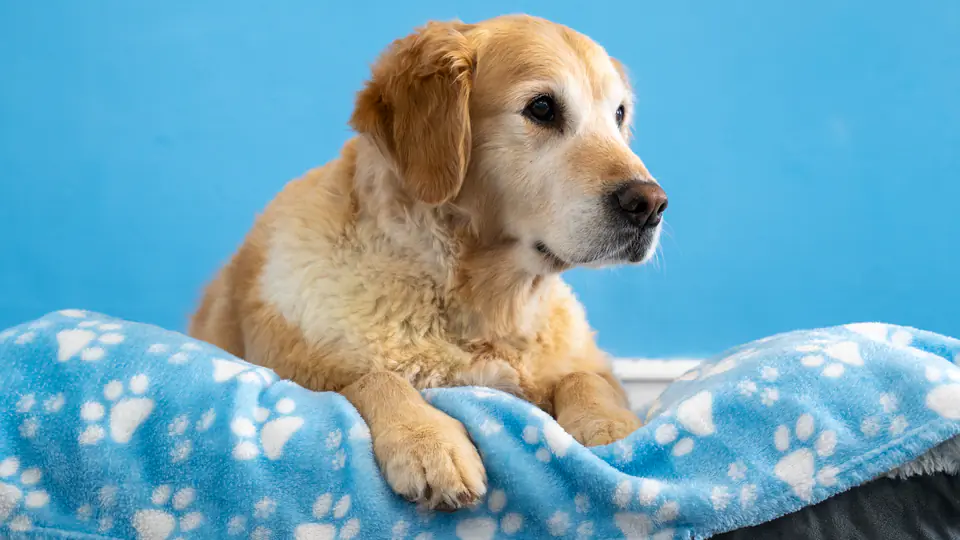 Golden retriever settled in on a paw-print blanket