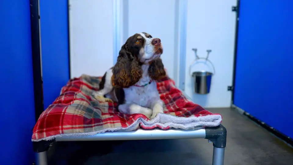 Spaniel relaxing on a raised cot with a blanket in an overnight suite
