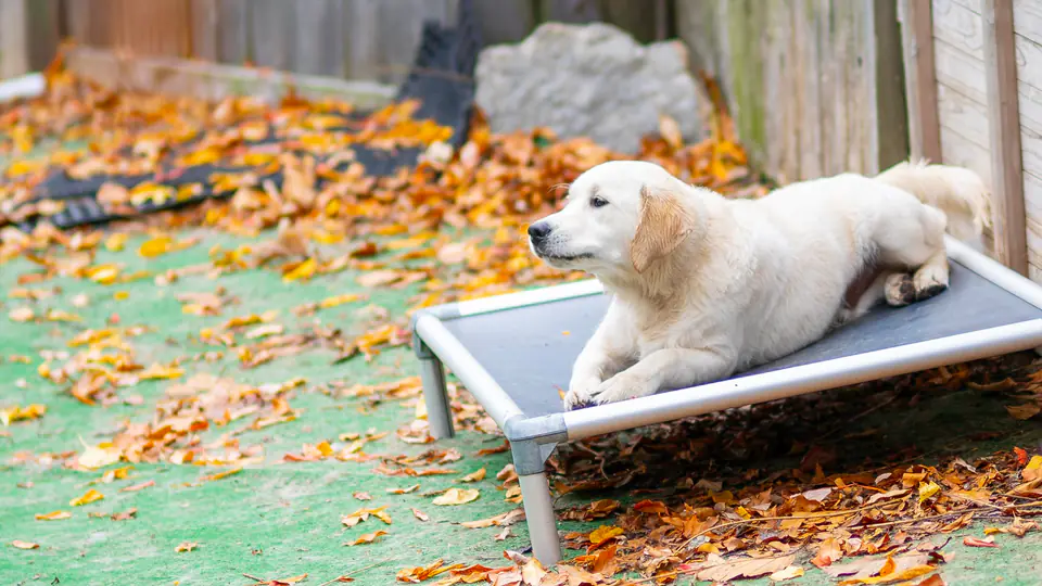 Puppy lounging on an outdoor cot among autumn leaves