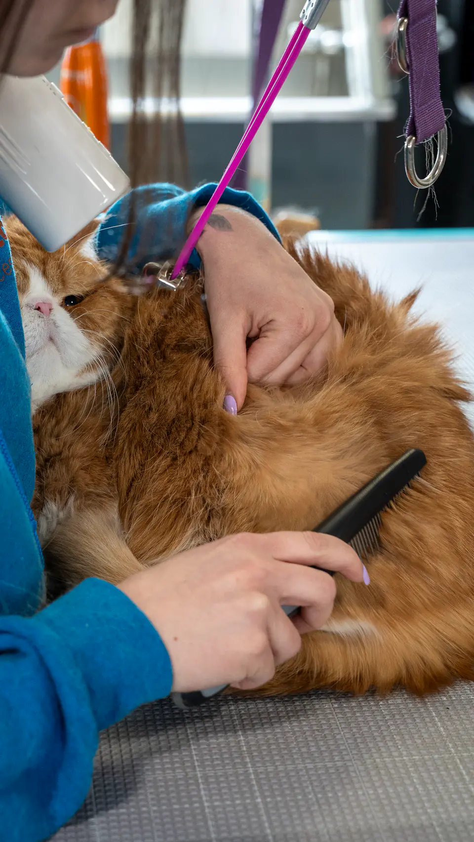 Close-up of de-shedding a long-haired cat