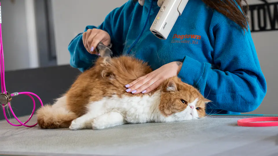 Gentle combing during a cat grooming session