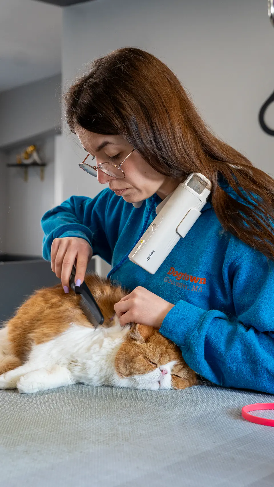 Groomer combing a calm cat