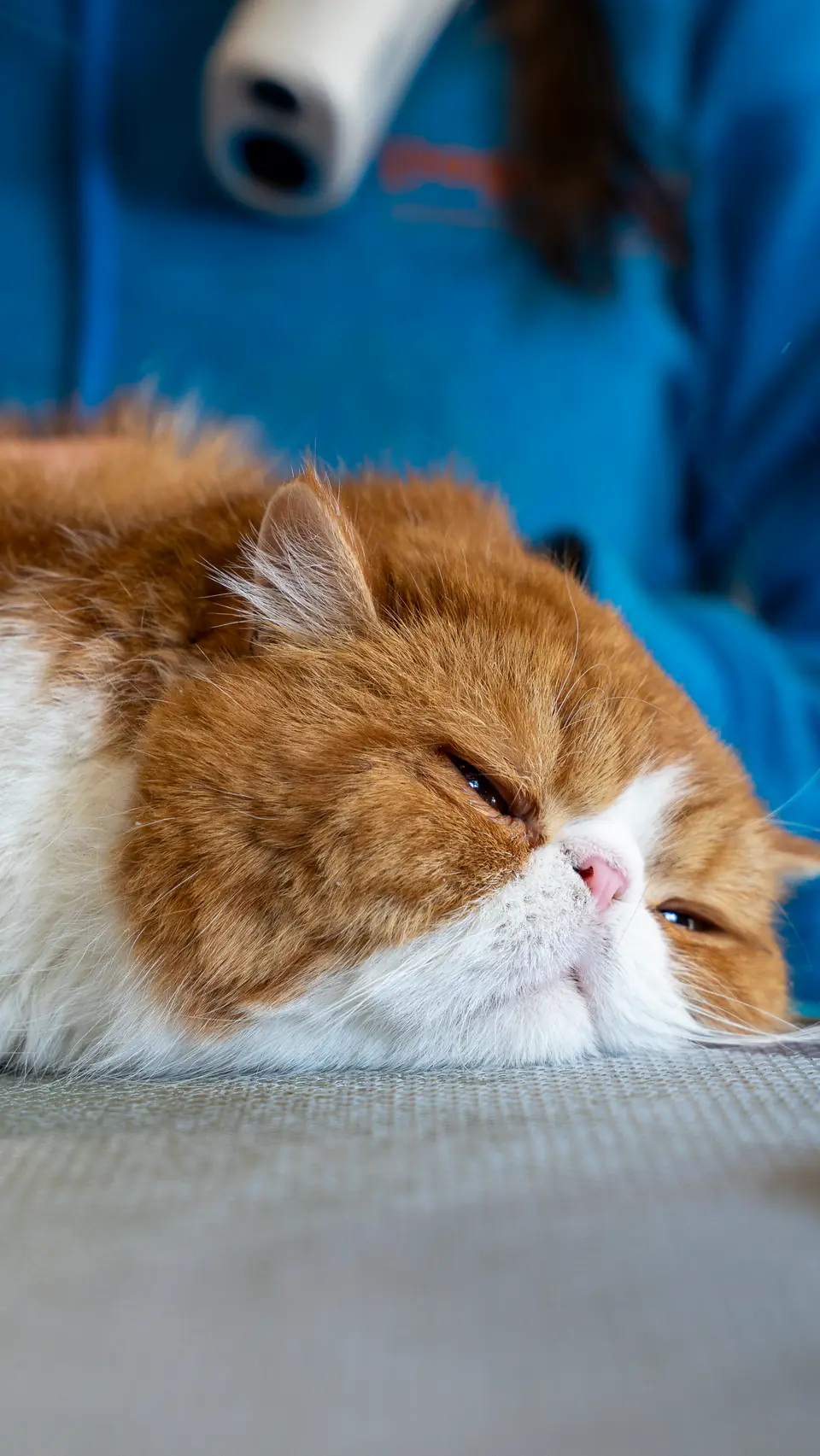 Ginger-and-white cat’s face during a gentle groom
