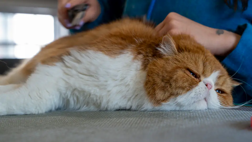 Relaxed long-haired cat lying on the grooming table