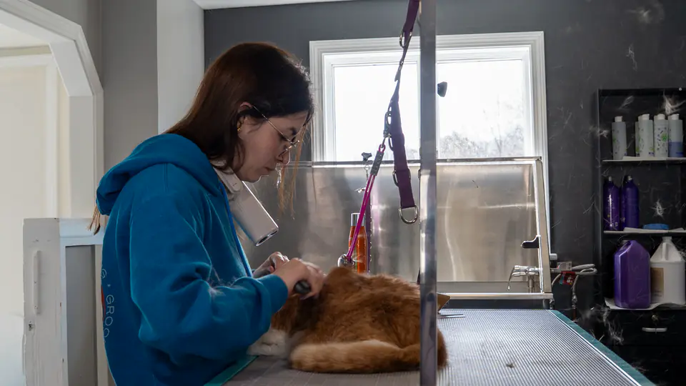 Cat grooming in the quiet studio