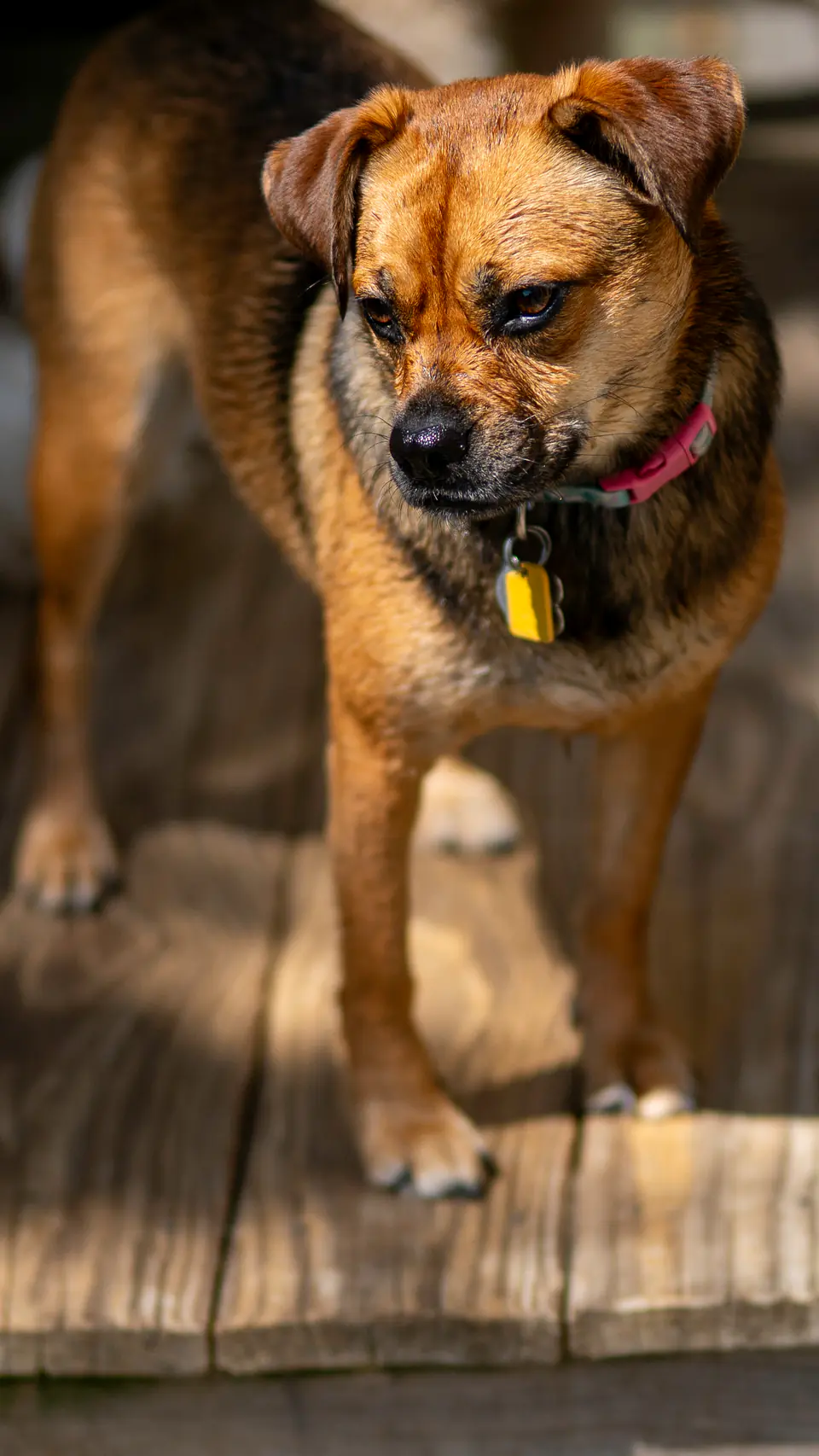 Brown dog standing on a wooden platform in the sun