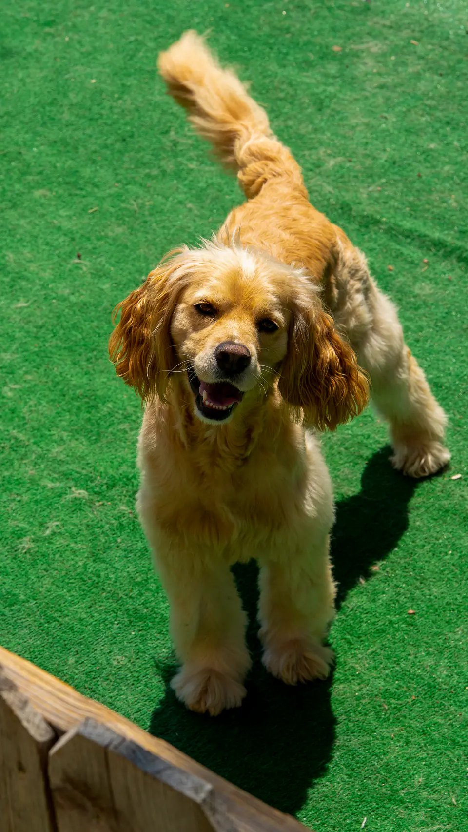 Cocker spaniel trotting across the turf, tail up