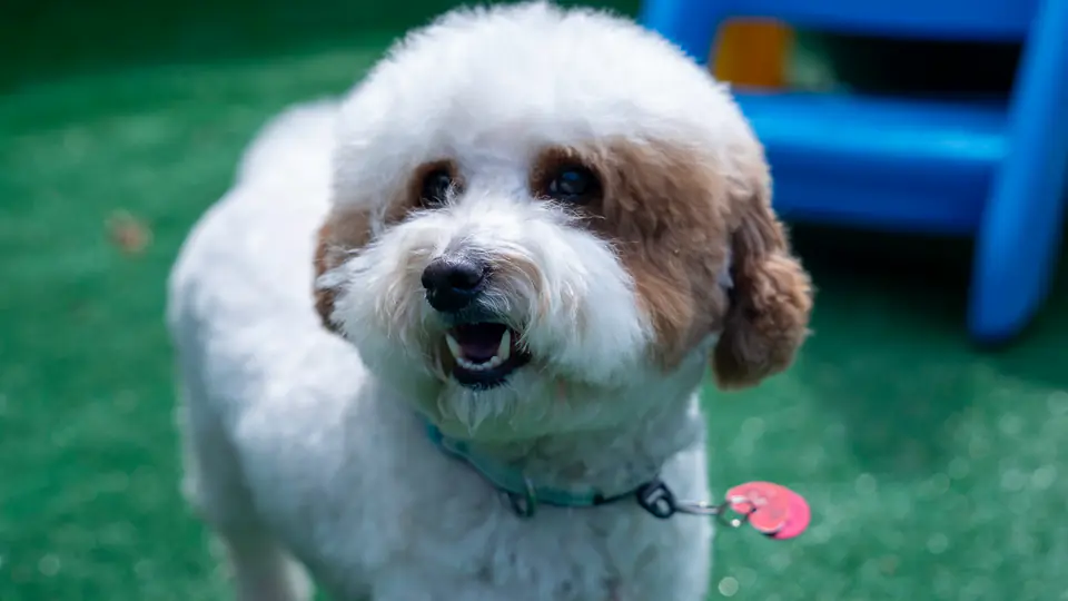 Small doodle smiling during a playgroup at Dogtown