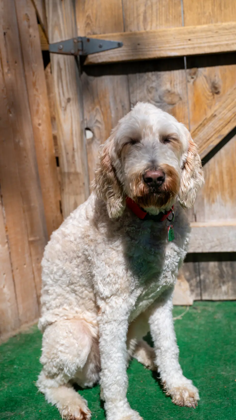 Goldendoodle sitting on the turf by the wooden yard door