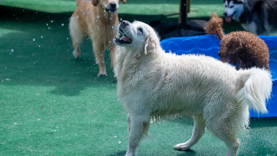 Fluffy white dog trotting across the turf yard with playgroup friends