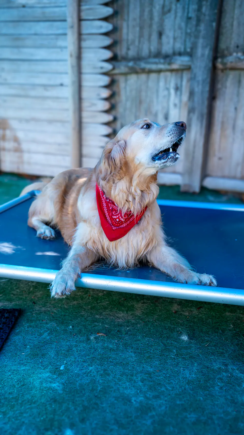 Golden retriever in a red bandana resting on a cot in the play yard