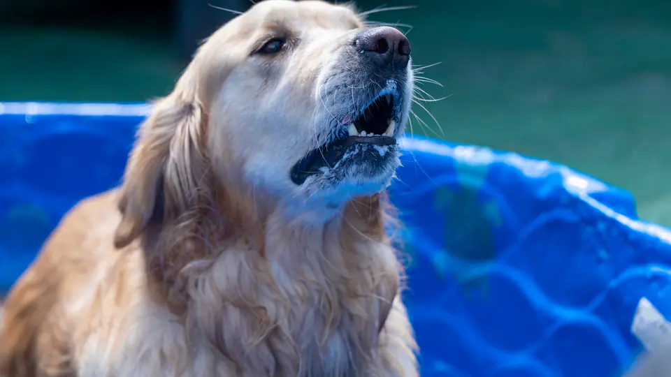 Golden retriever by the pool in the outdoor play area