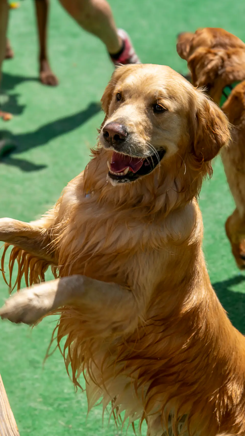 Golden retriever bouncing with joy on the turf