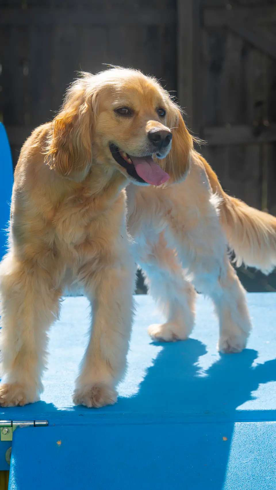Golden retriever standing proudly on a blue play platform