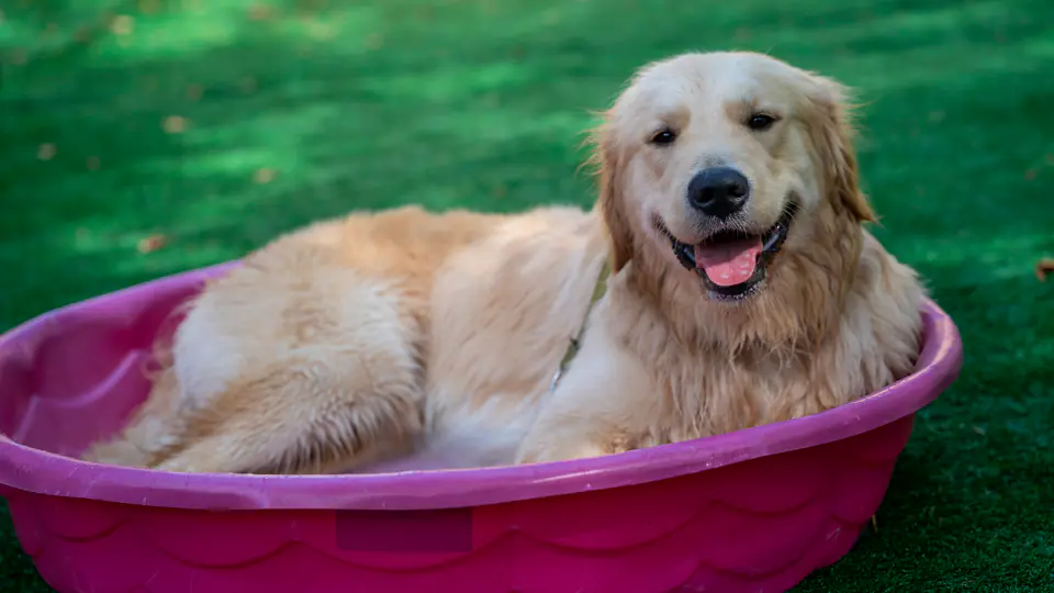 Golden retriever cooling off in a splash pool at Dogtown