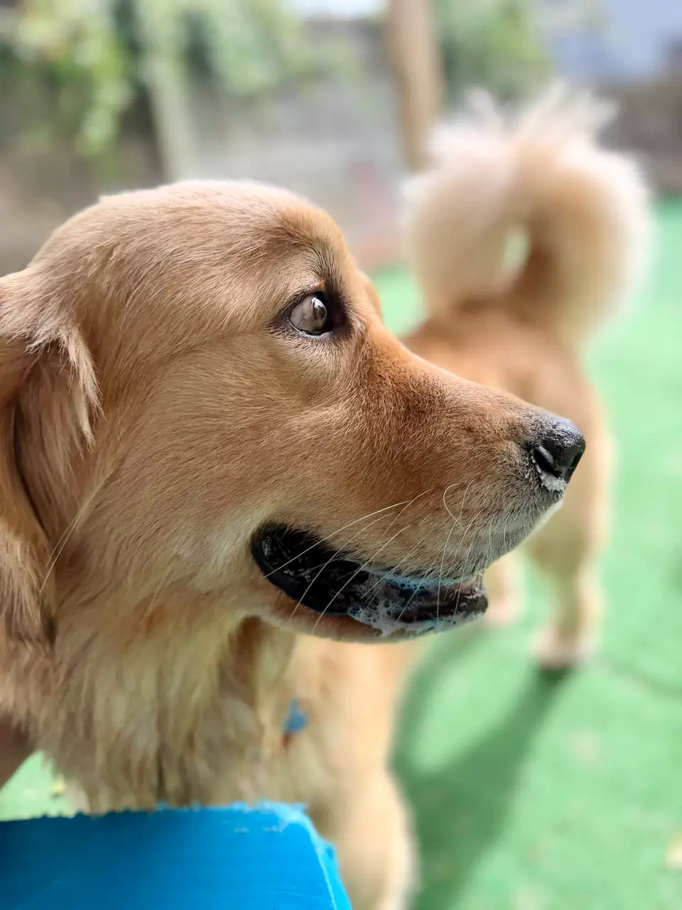 Golden retriever in profile on the turf beside a blue platform