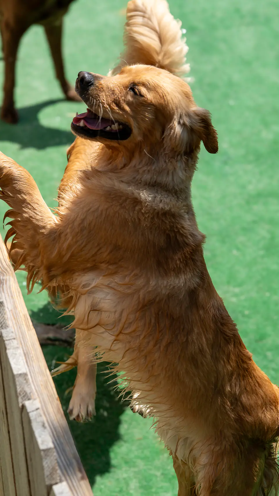 Golden retriever standing up against the yard fence