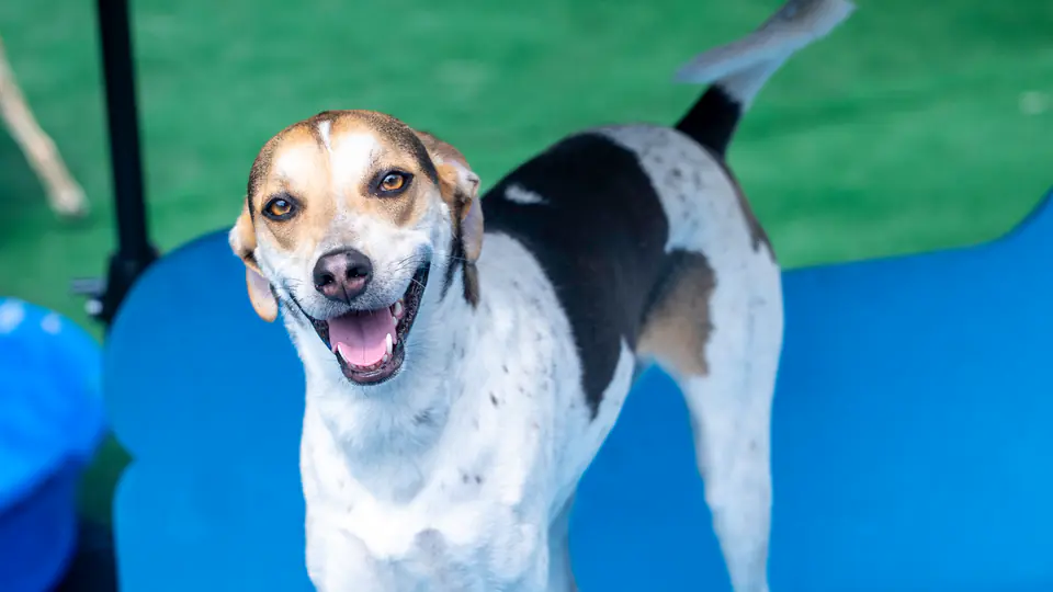 Happy hound mix smiling in the Dogtown play yard
