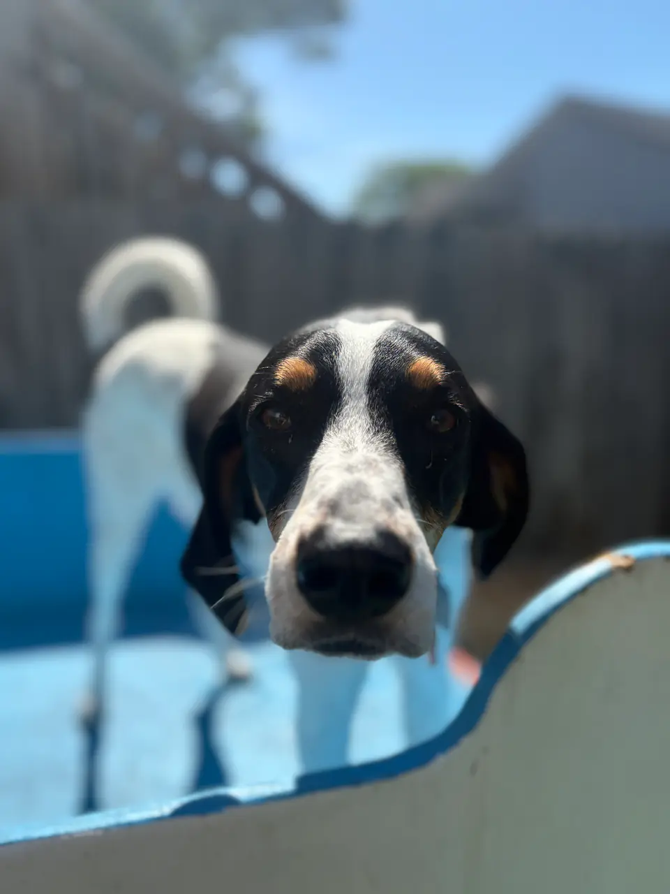 Tricolour hound peeking out of the splash pool