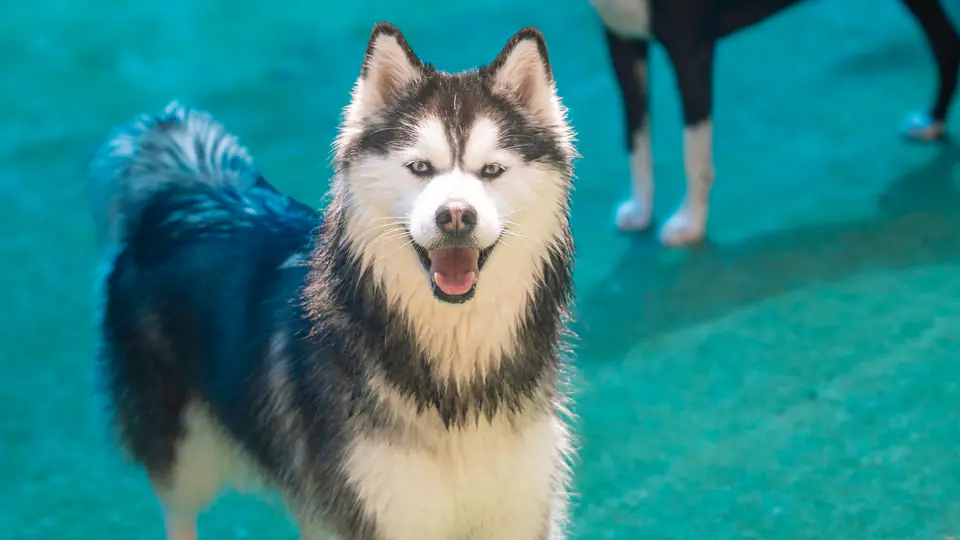 Husky standing on the turf play yard at Dogtown, looking at the camera