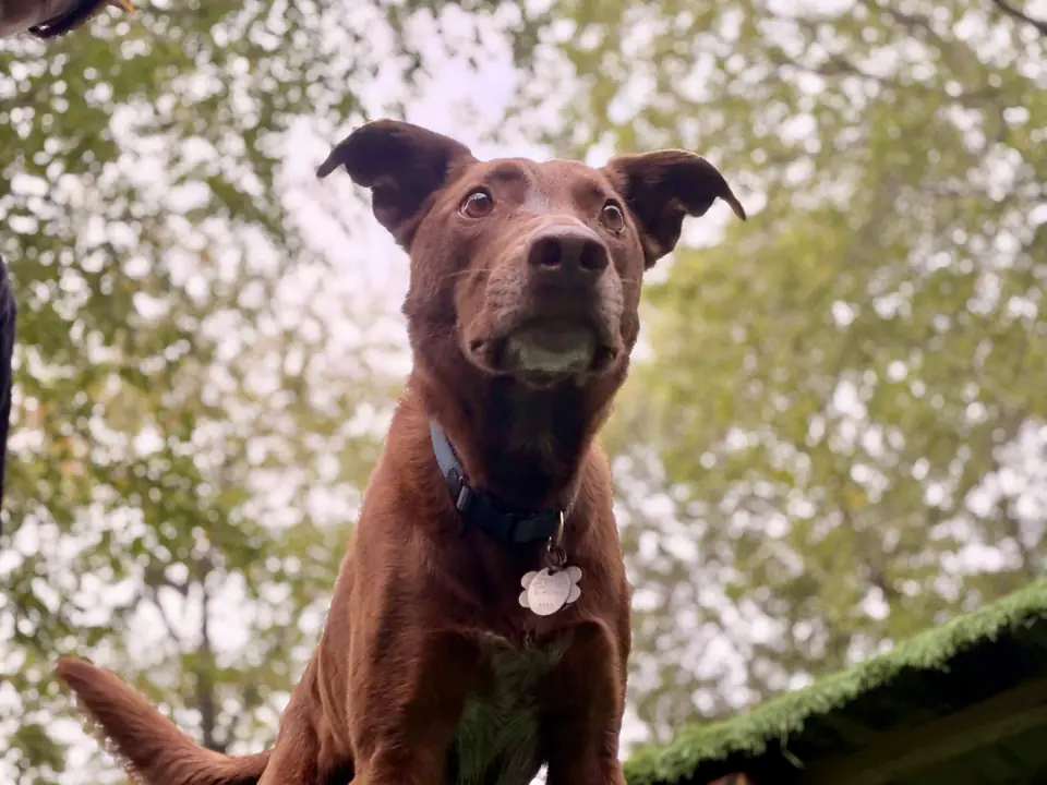 Chocolate lab looking up under the trees in the outdoor yard