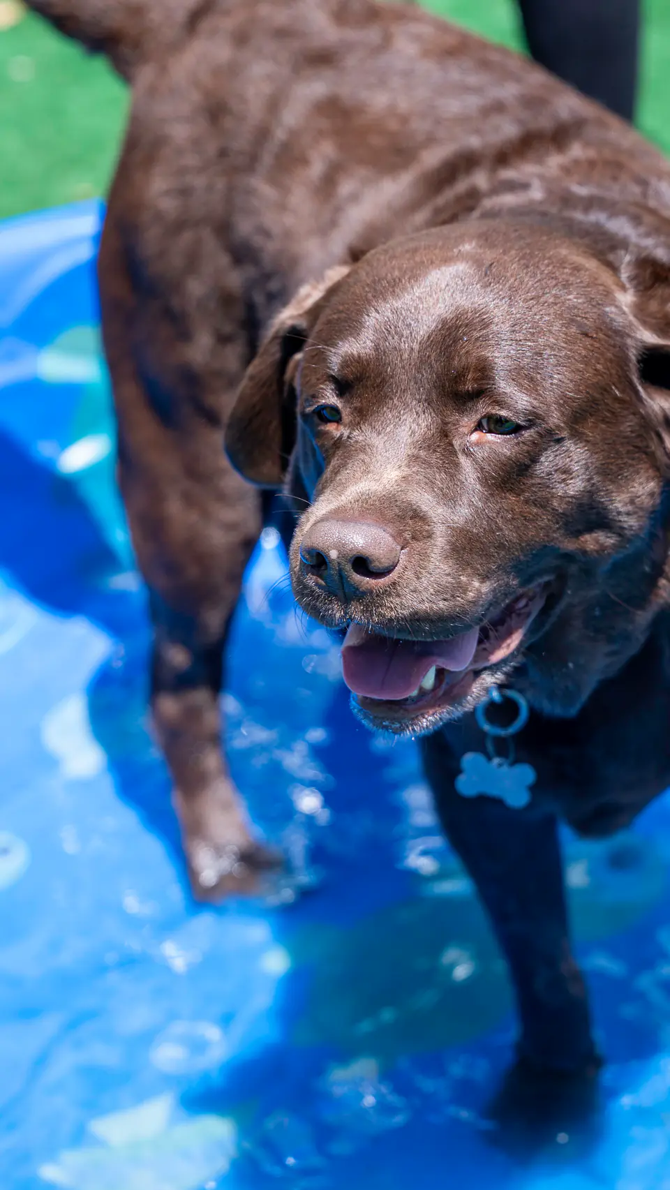 Chocolate lab standing in the splash pool