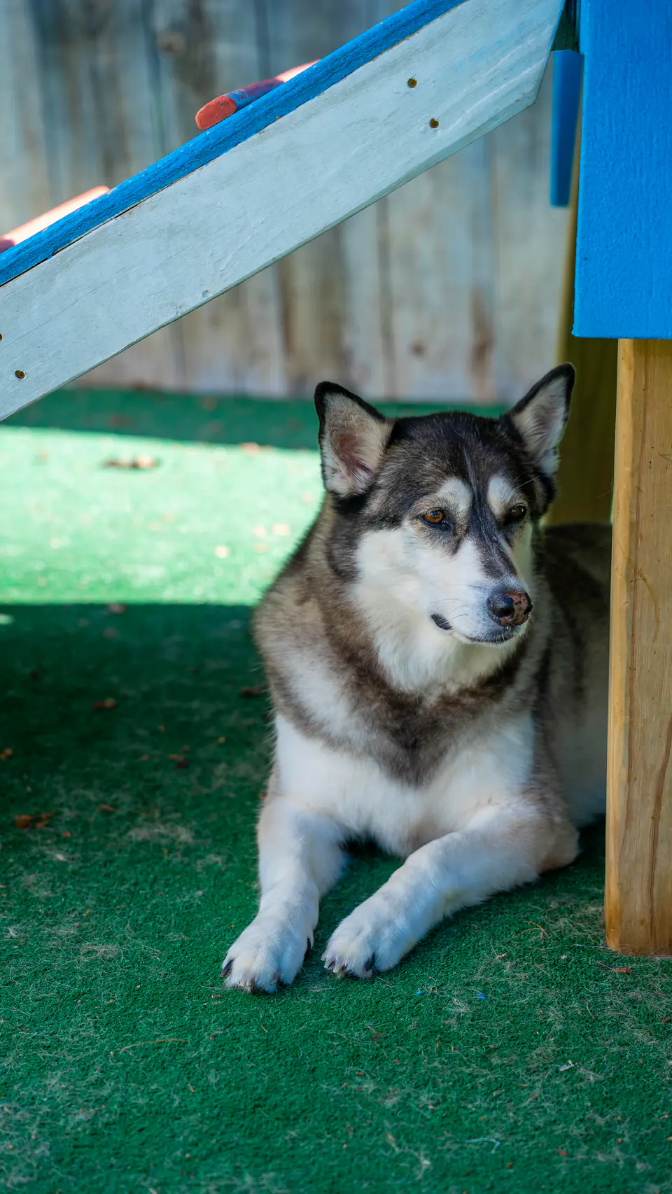 A malamute lying in the shade under a blue play platform on the turf at Dogtown in Gloucester