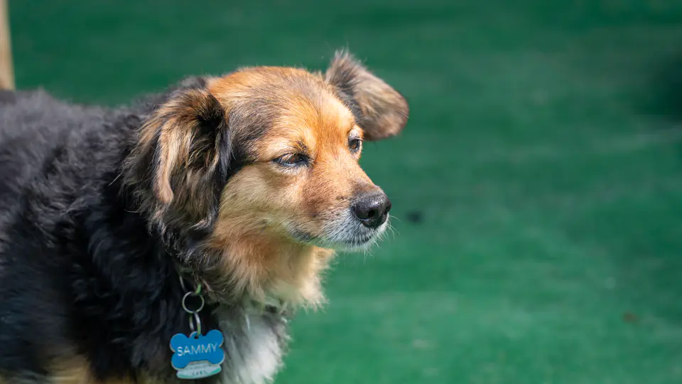 Shepherd mix relaxing on the turf between play sessions