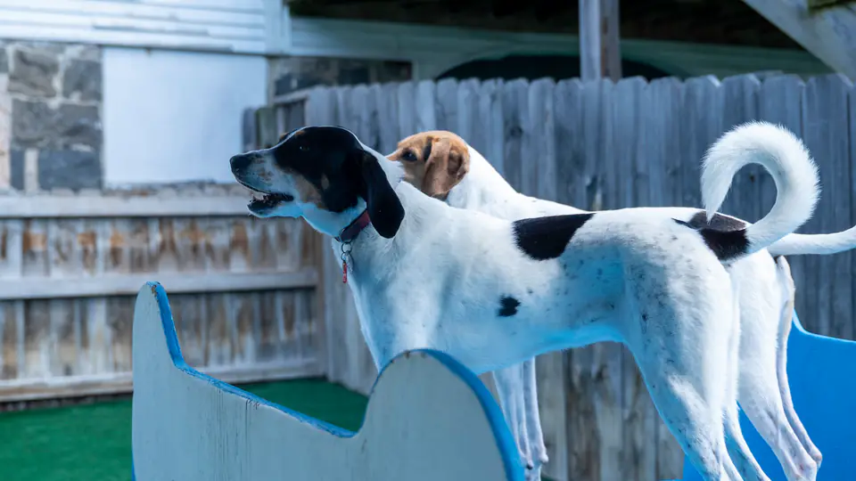 German shorthaired pointer on the blue bone-shaped play platform