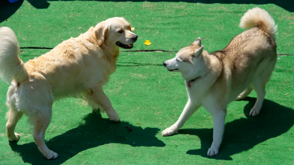 Golden retriever and husky playing together on the turf at Dogtown daycare