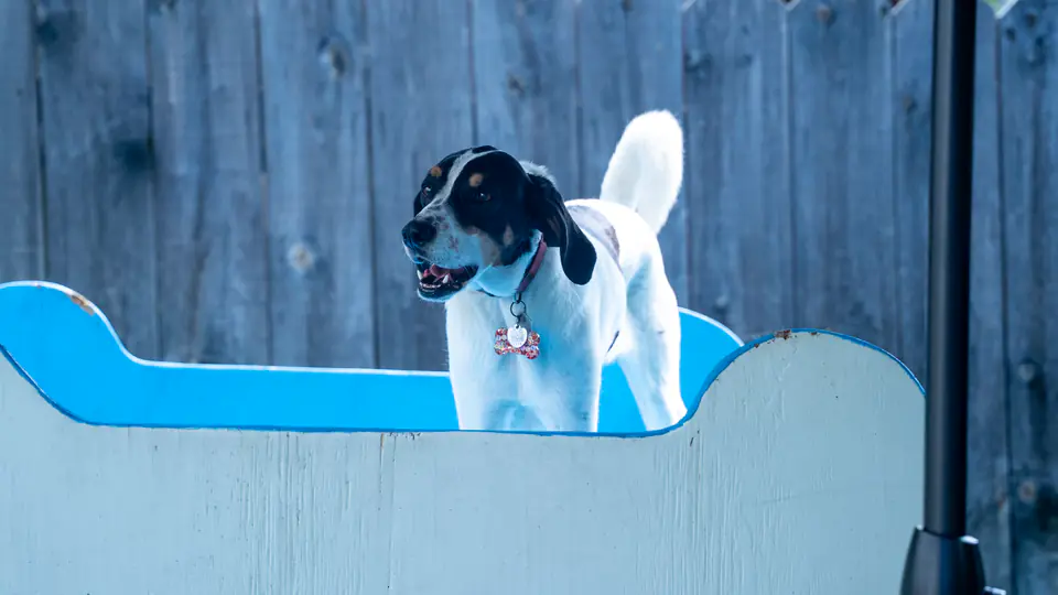 Pointer looking over the play yard fence