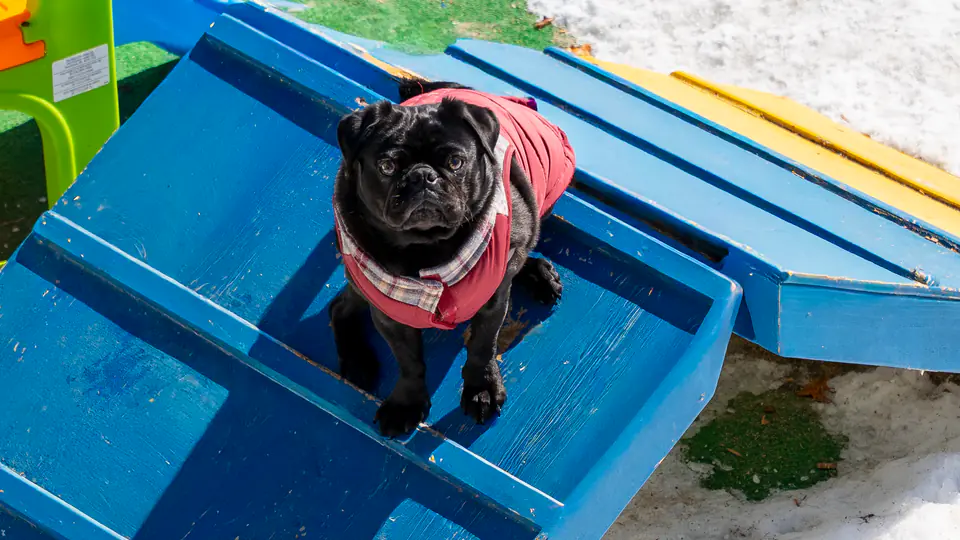 Pug in a red jacket sitting on the blue play structure