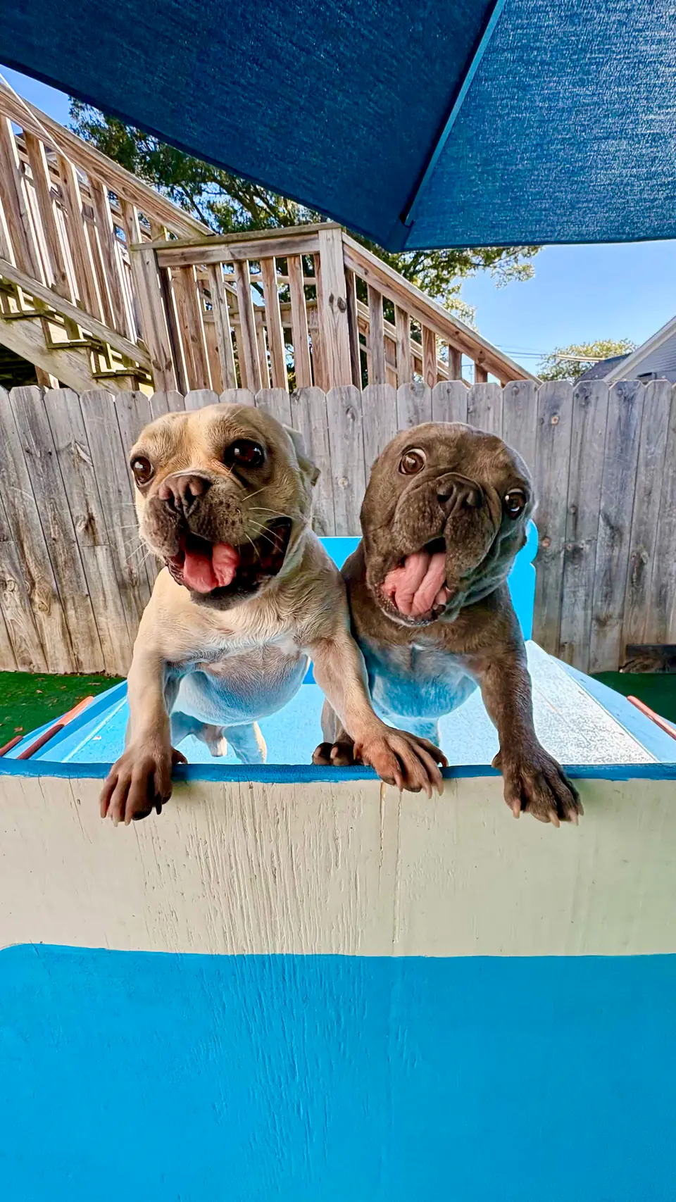 Two small dogs side by side on the blue platform in the shade