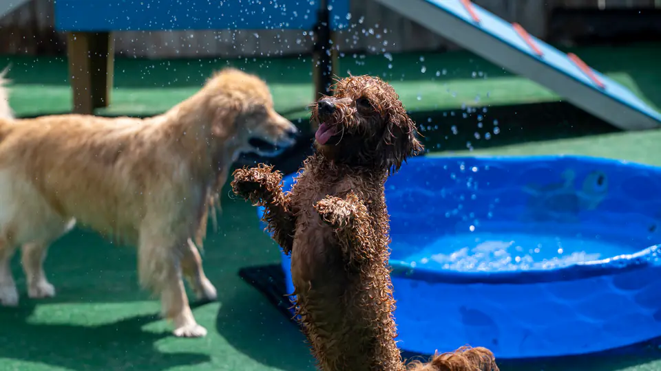 Two dogs splashing in the blue pool in the Dogtown play yard