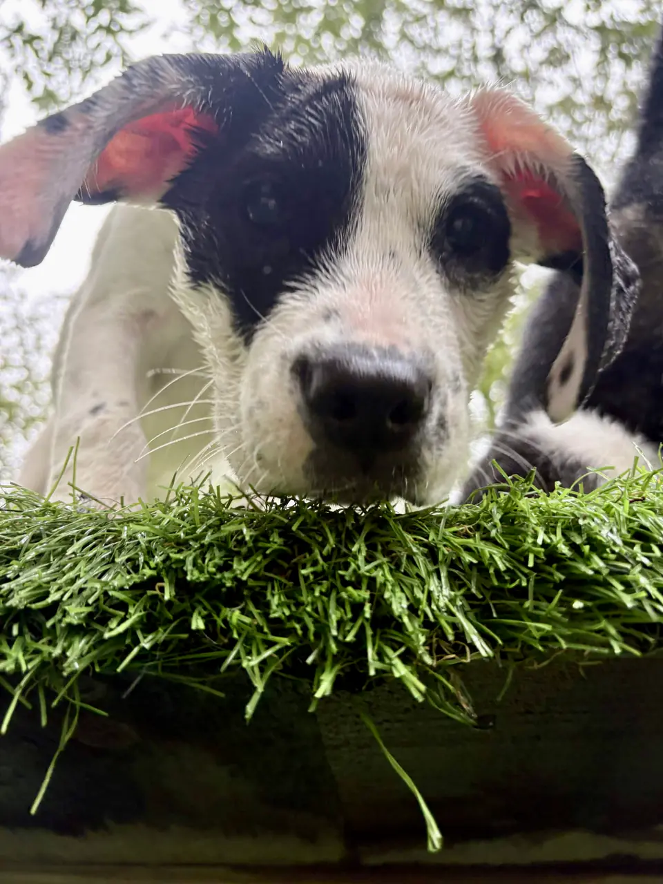 Black and white dog with ears flying, up close on the turf