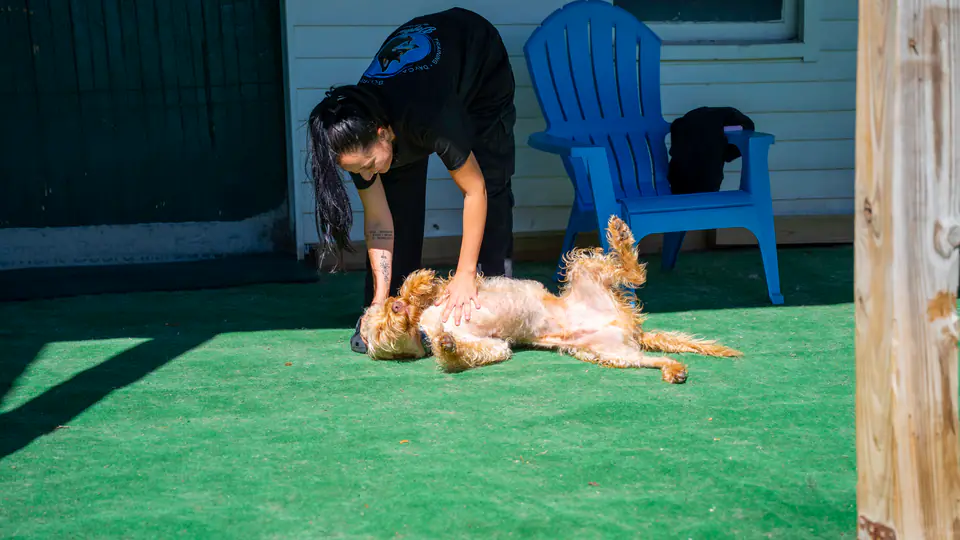 Staff member giving a golden retriever a belly rub on the turf