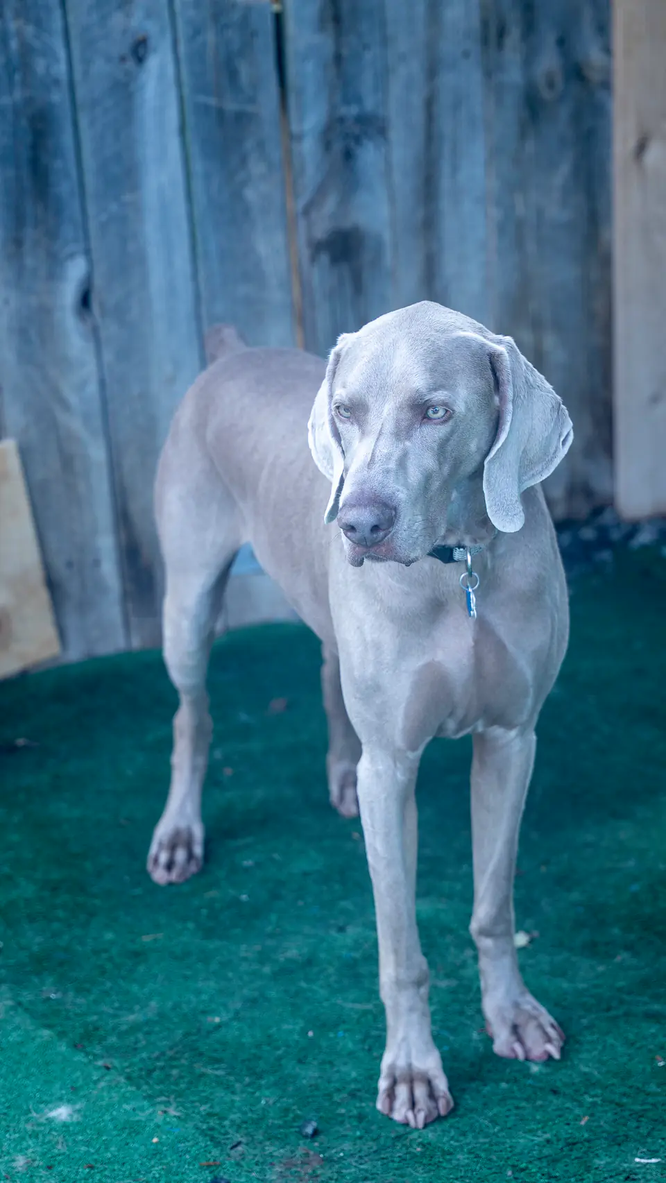 Weimaraner walking across the Dogtown yard