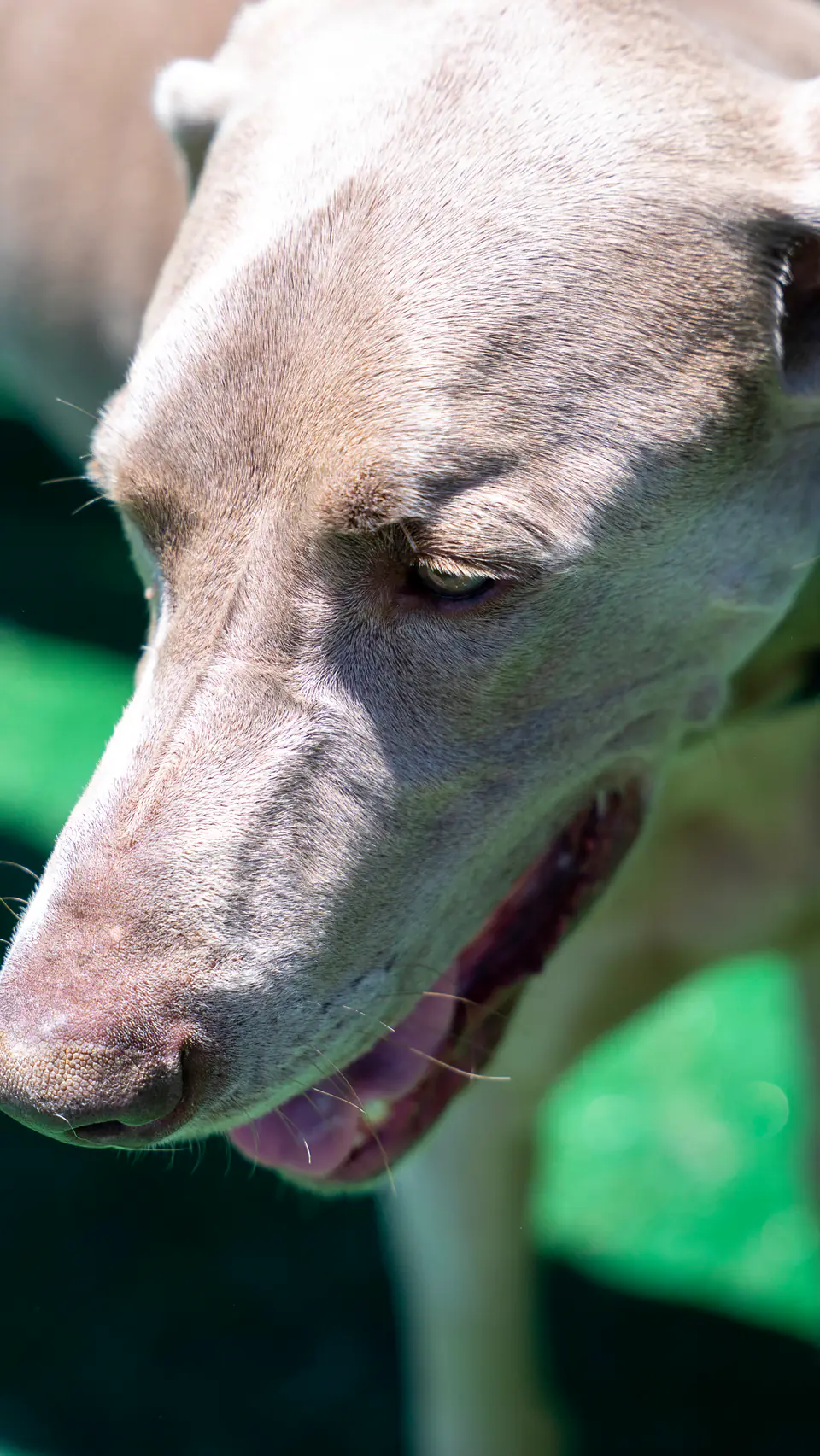 Weimaraner close-up in the play yard