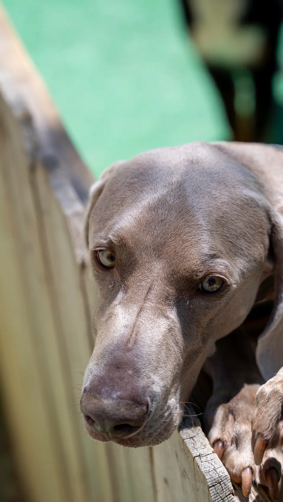 Weimaraner peeking over the yard fence