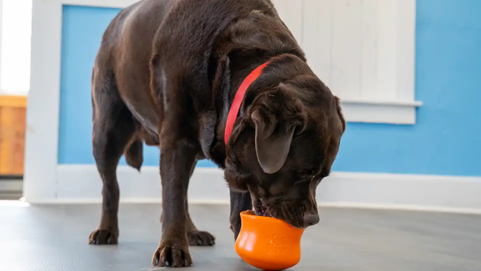 Chocolate lab with a slow-feeder bowl