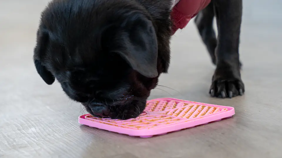 Close-up of a chocolate lab working a lick mat