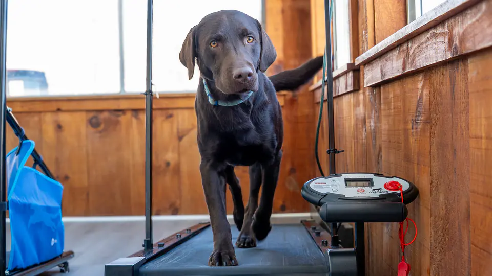 Chocolate lab stepping off the treadmill