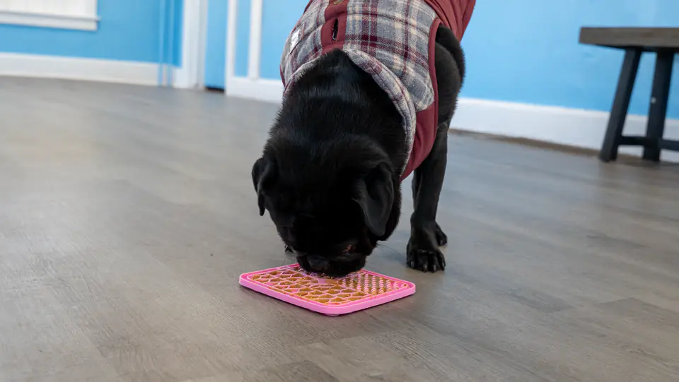 Black lab enjoying a lick mat